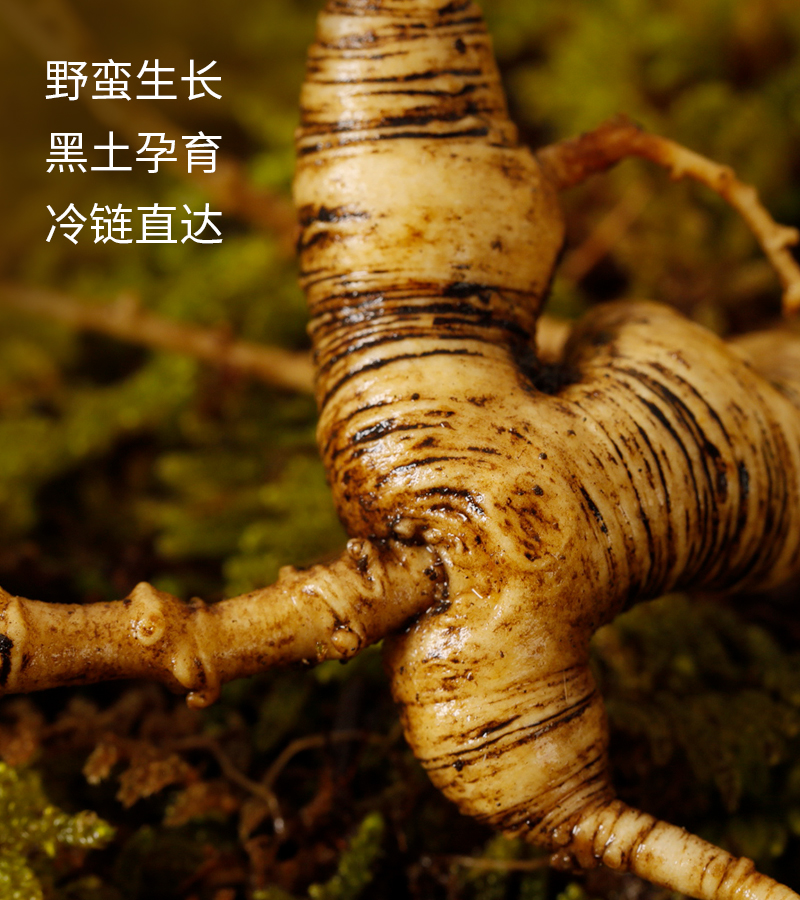 六野人参鲜参