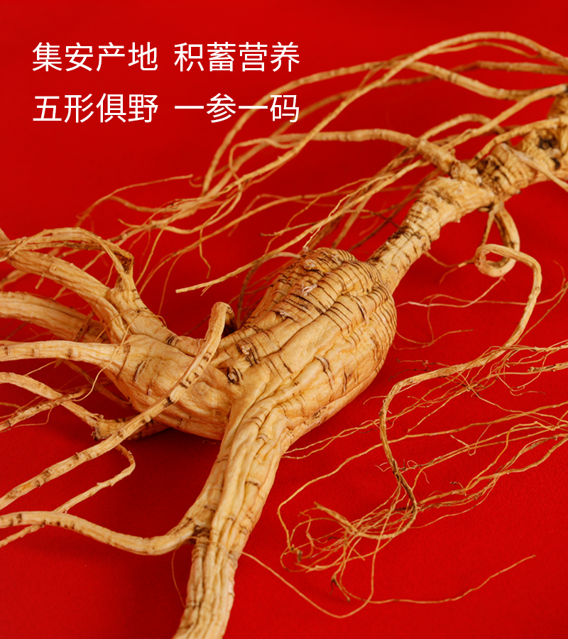 六野人参干参